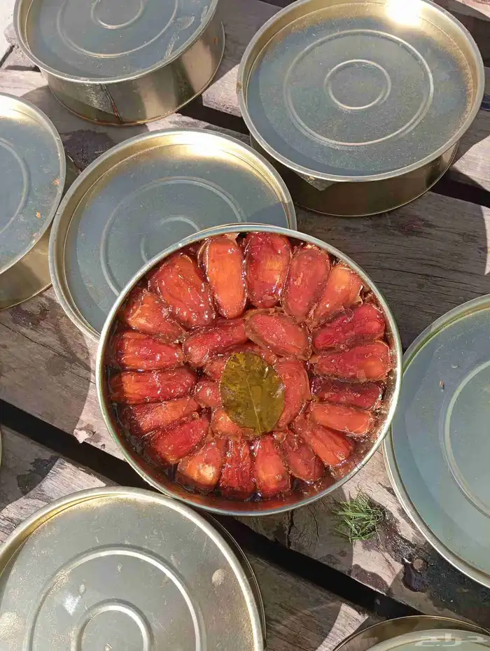 تمور صفري بيشة 8