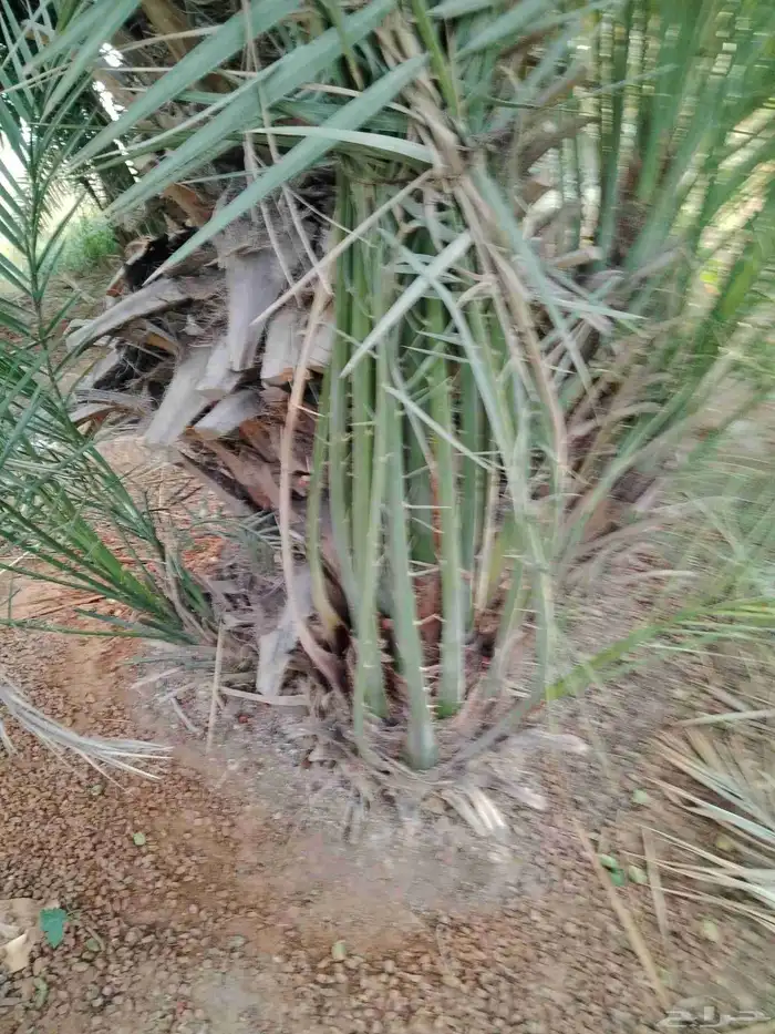 نخل اللقصيم للبيع 0