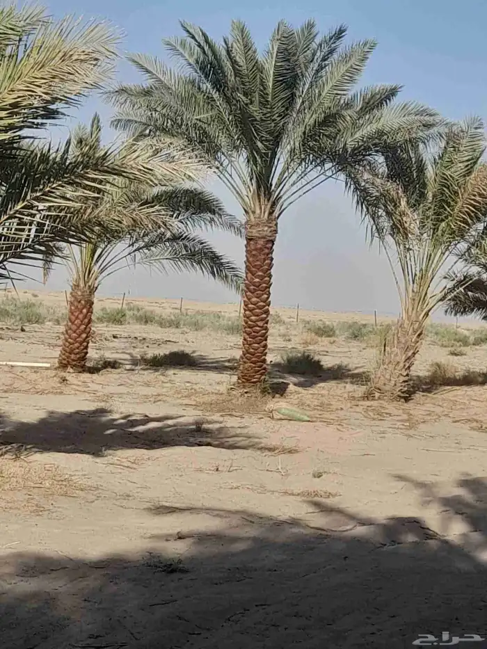 نخيل للبيع جميع الأنواع والمقاسات 5