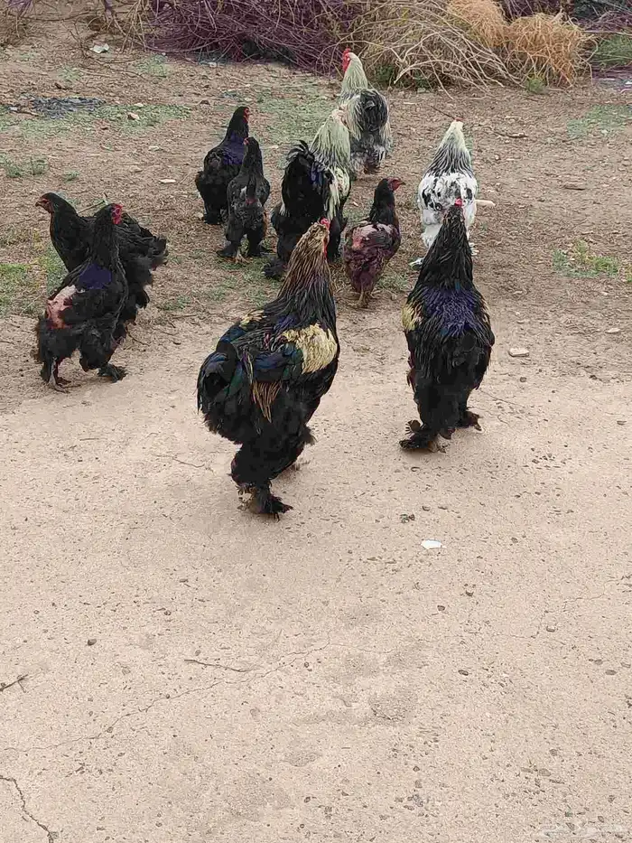 براهما 0