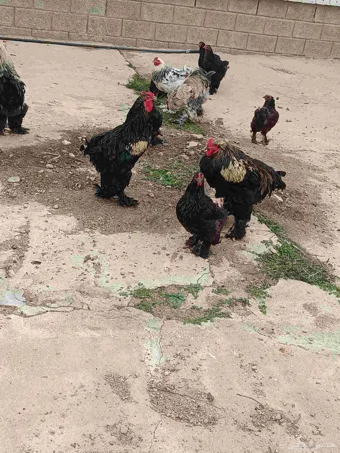 براهما 4