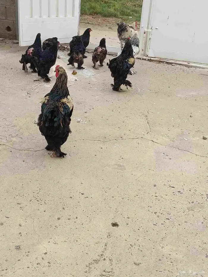 براهما 2