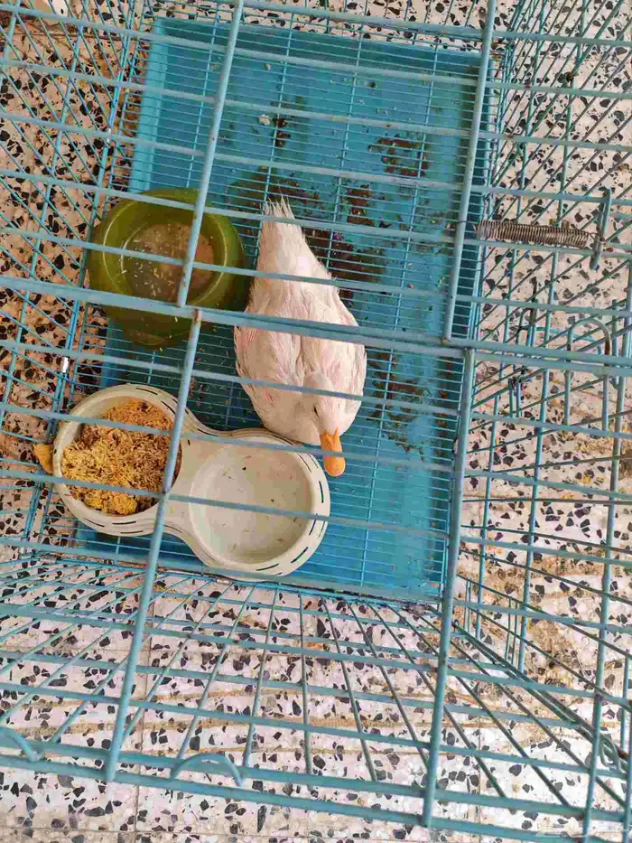 للبيع بطه 2