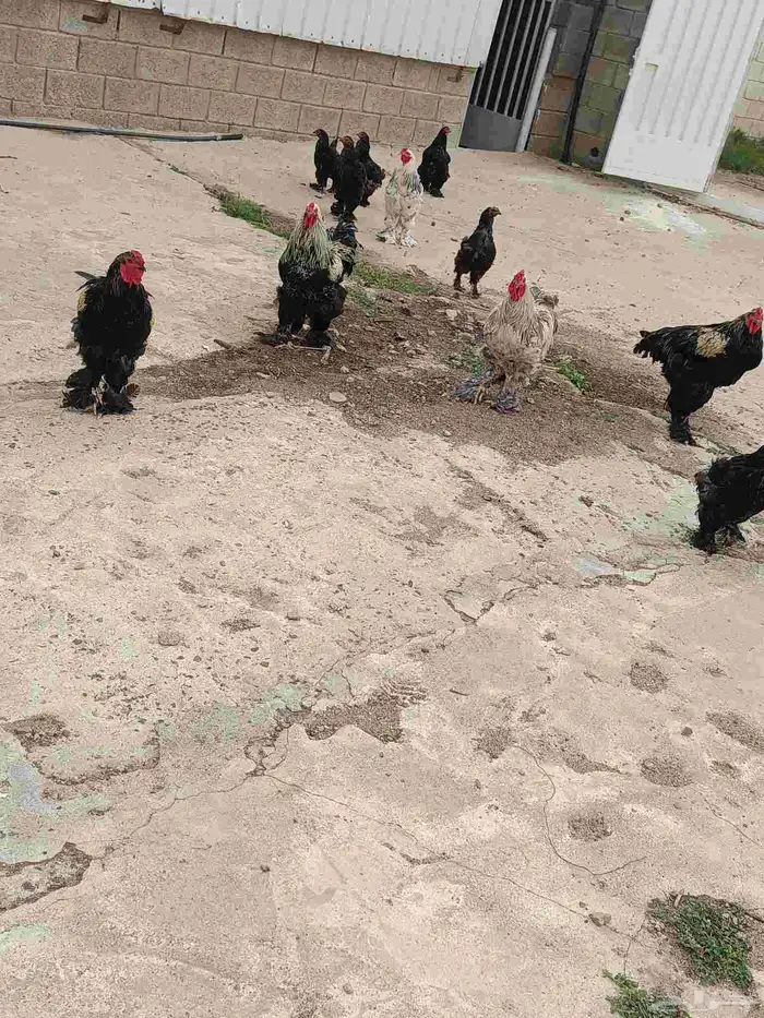 براهما 6