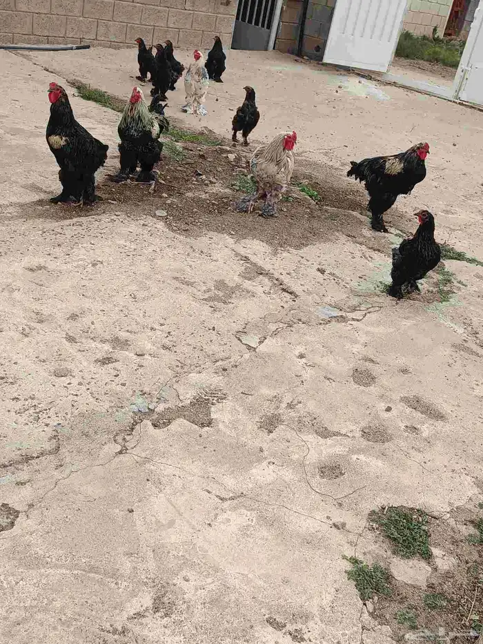 براهما 5