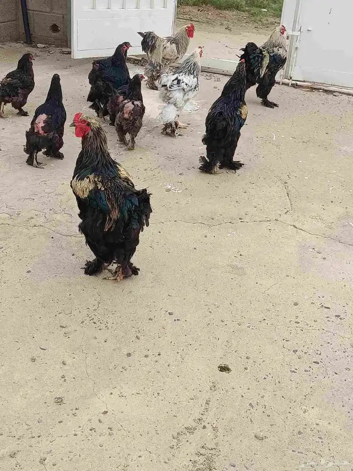 براهما 3
