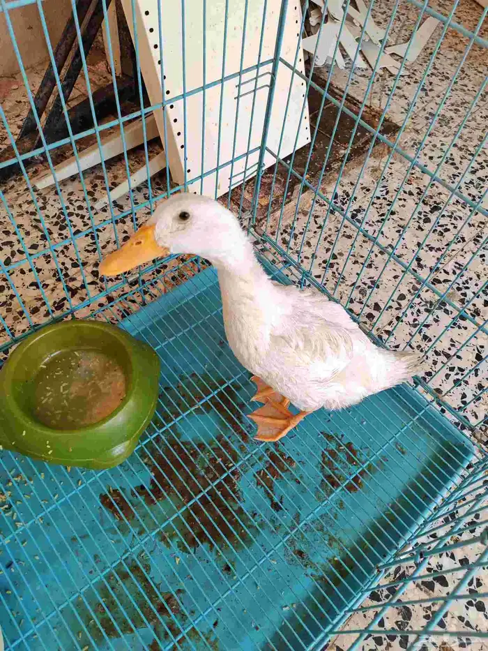 للبيع بطه 3