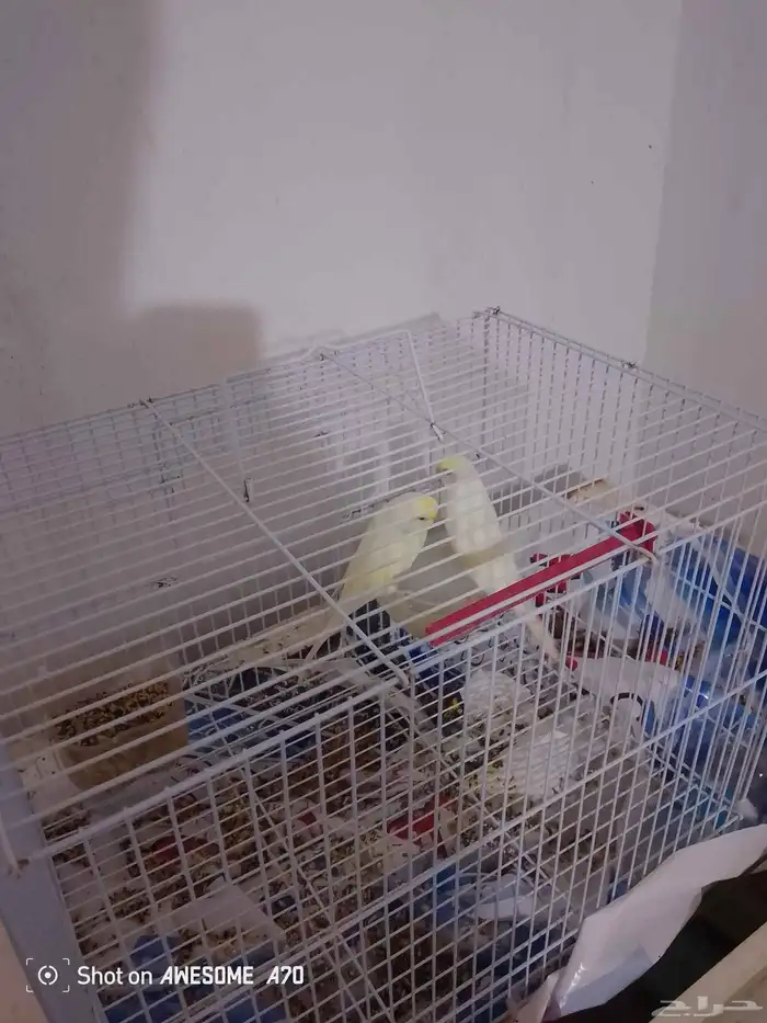 طيور للبيع 1