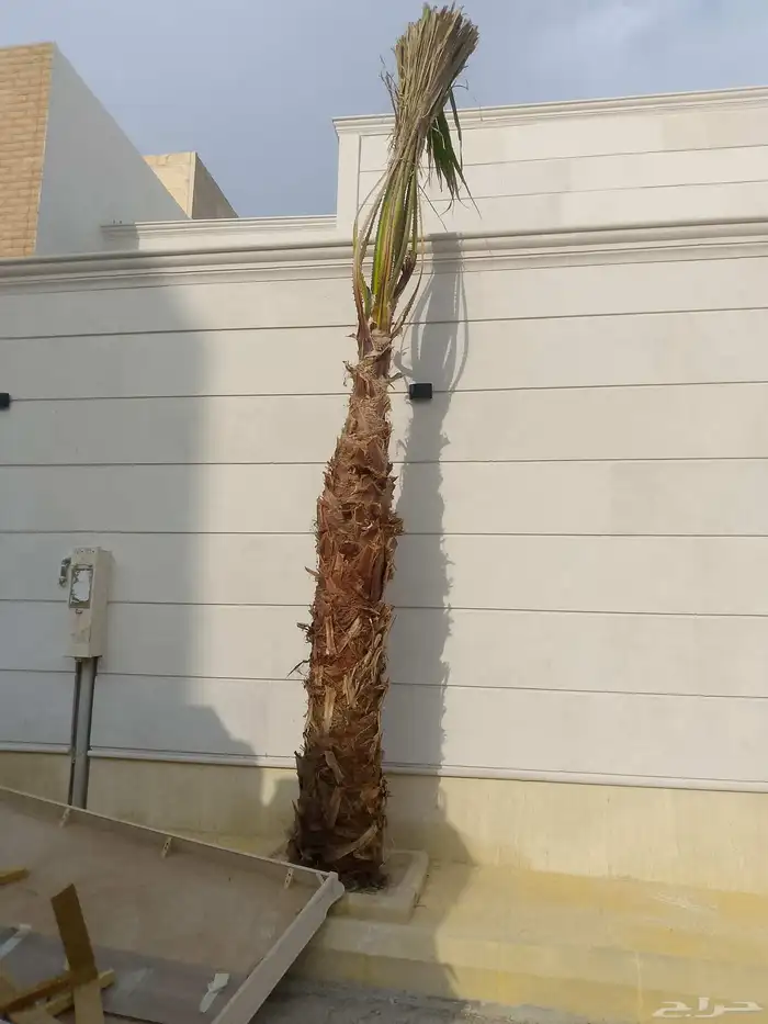 نخل واشنطن زينة 8