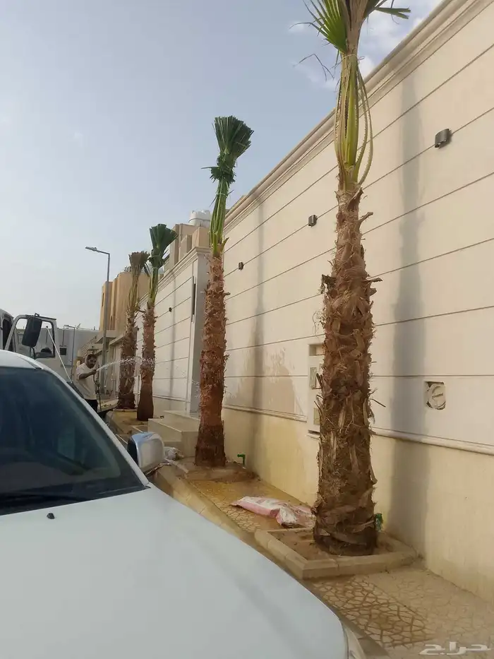 نخل واشنطن زينة 6