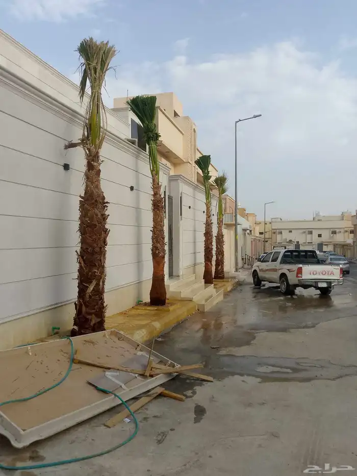 نخل واشنطن زينة 5