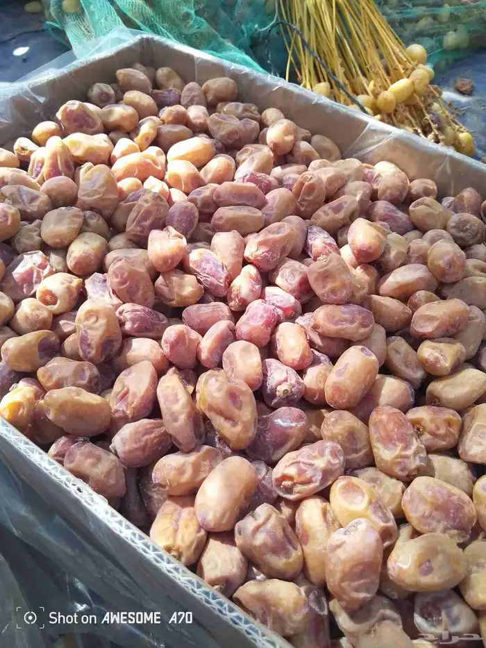 عندنا اتمر الفخر وحبه شقر الموقع القرنه ساجر 1