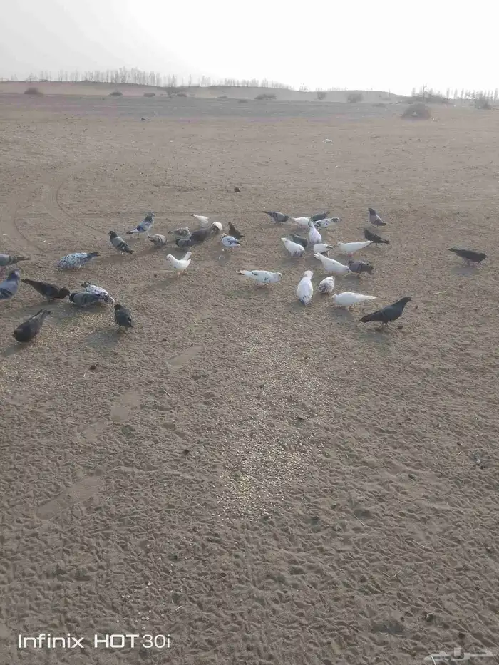 حمام مشكل 3