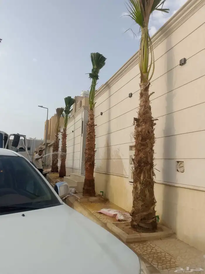 نخل واشنطن زينة 7