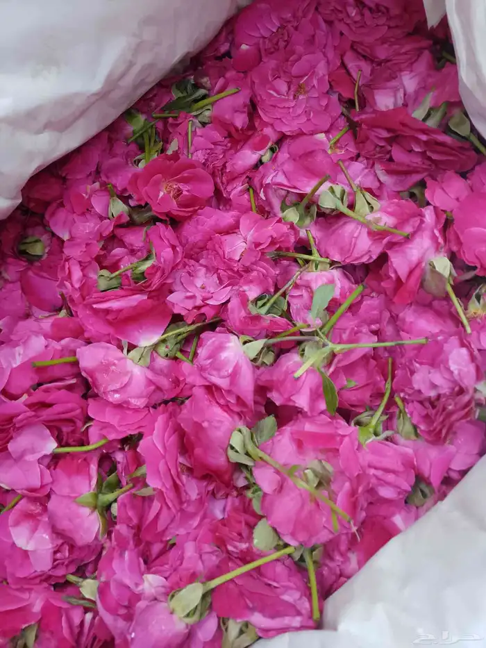 ورد طائفي فاخر يتوفر كميه محدوده لحجز مسبقا 3