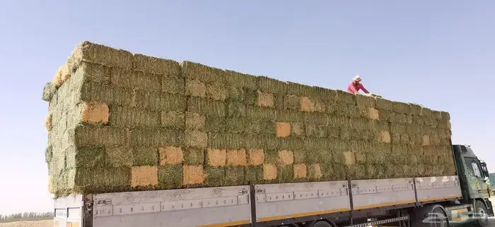 برسيم صافي 1