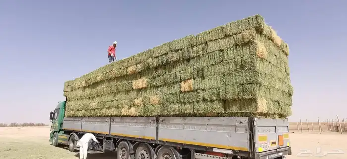 برسيم صافي 2