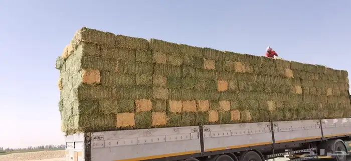 برسيم صافي 3