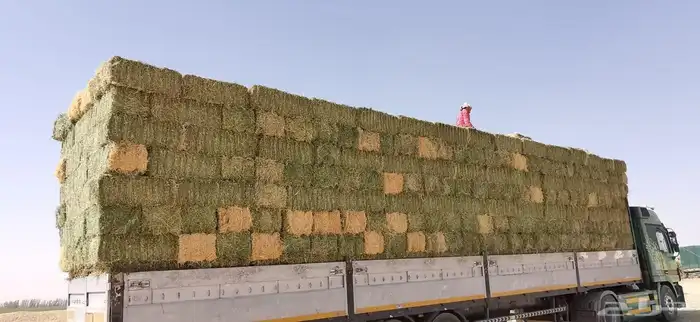 برسيم صافي 4