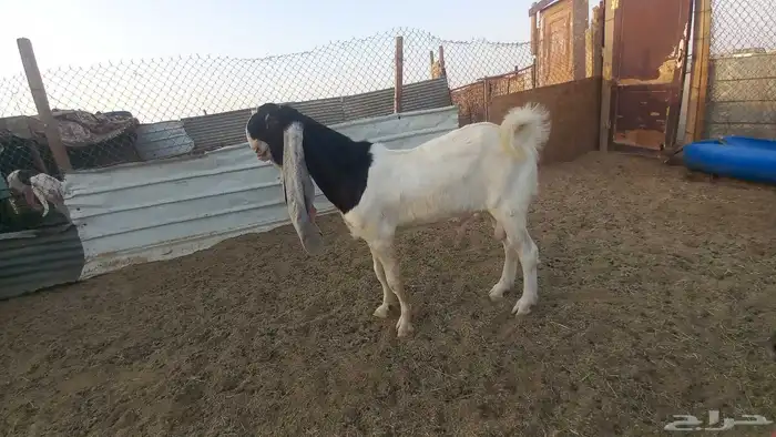 للبيع فحل خصم 0