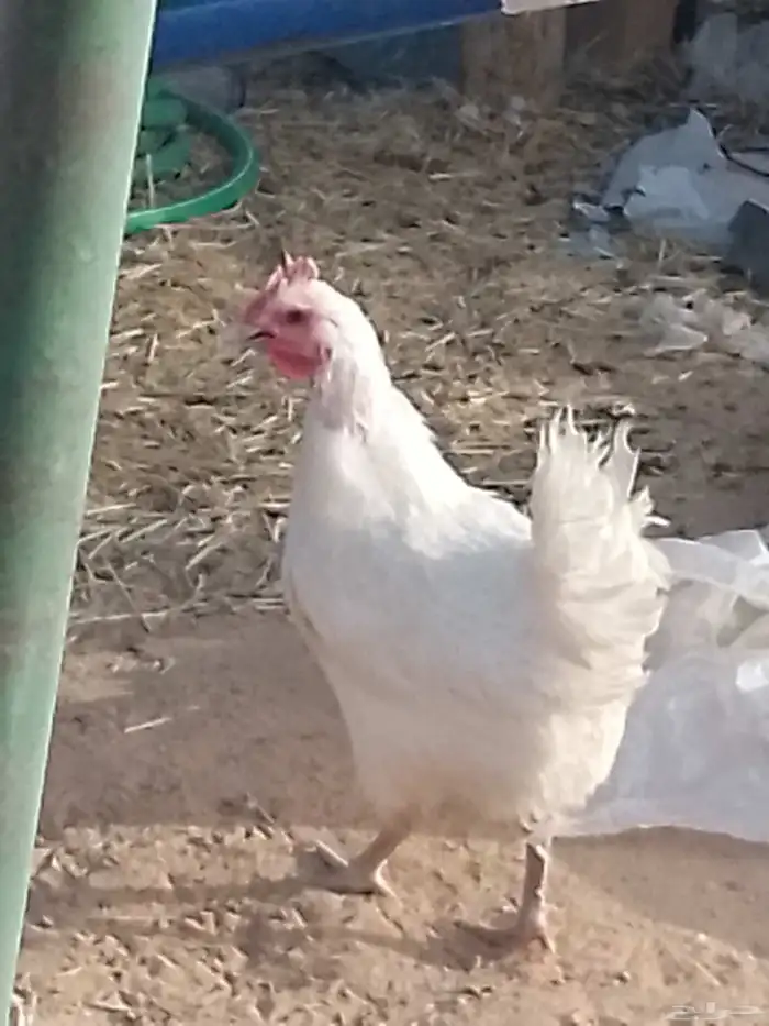 دجاج للبيع 0