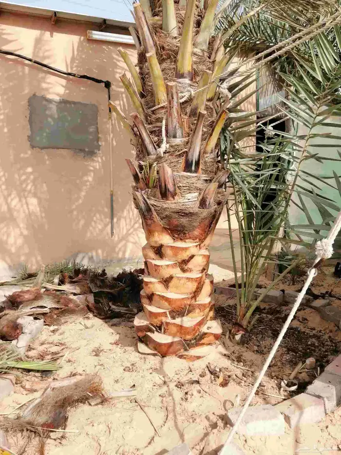 سعودي متخصص في تكريب النخيل وتنظيفها 9