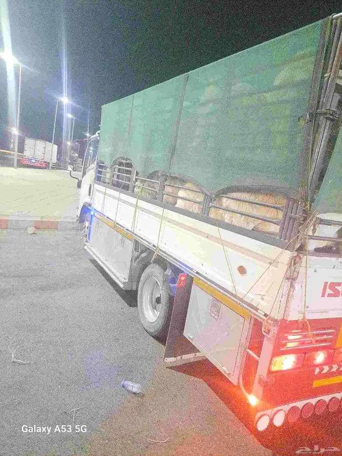 دنا طابقين نقل غنم 0