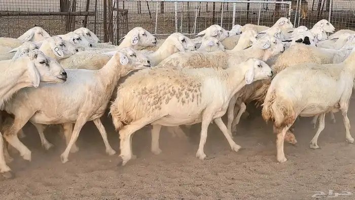 غنم حريات دفيع مراح واحد ضان مقاني جروم طيبه 21