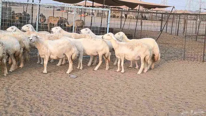 غنم حريات دفيع مراح واحد ضان مقاني جروم طيبه 24