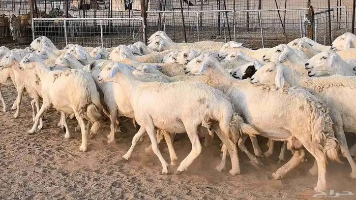 غنم حريات دفيع مراح واحد ضان مقاني جروم طيبه 10