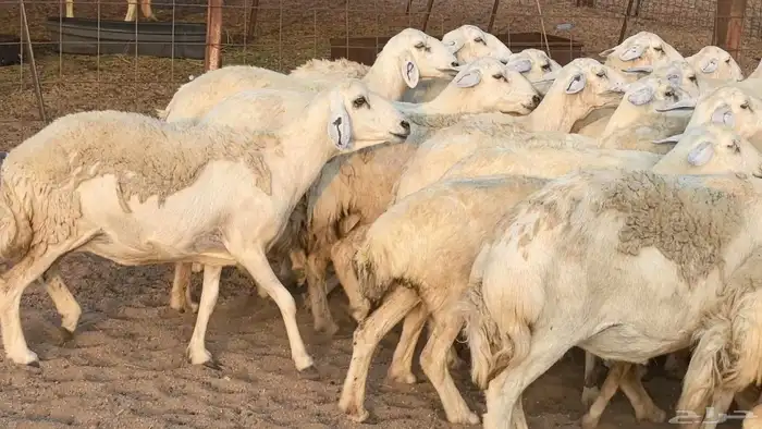 غنم حريات دفيع مراح واحد ضان مقاني جروم طيبه 12