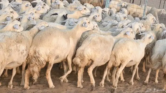 غنم حريات دفيع مراح واحد ضان مقاني جروم طيبه 4