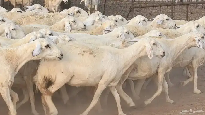 غنم حريات دفيع مراح واحد ضان مقاني جروم طيبه 17