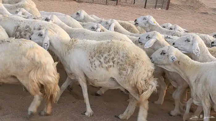 غنم حريات دفيع مراح واحد ضان مقاني جروم طيبه 33