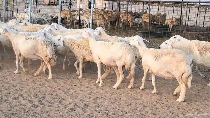 غنم حريات دفيع مراح واحد ضان مقاني جروم طيبه 25