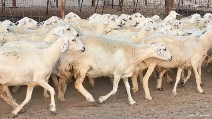 غنم حريات دفيع مراح واحد ضان مقاني جروم طيبه 19