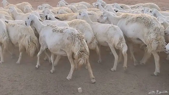 غنم حريات دفيع مراح واحد ضان مقاني جروم طيبه 44