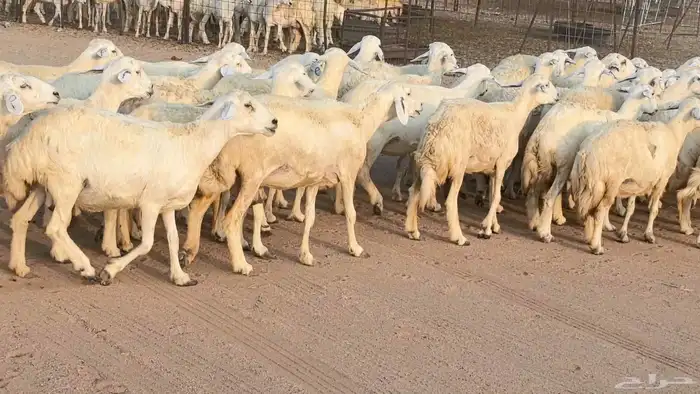 غنم حريات دفيع مراح واحد ضان مقاني جروم طيبه 6