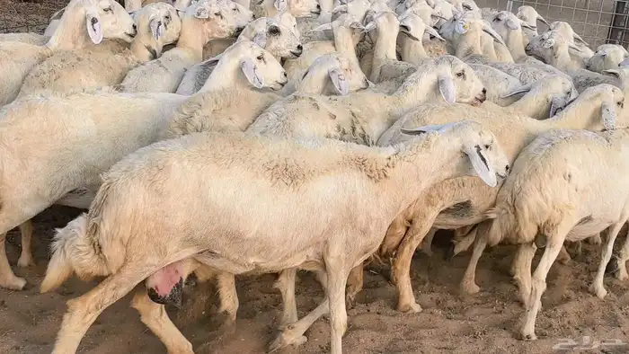 غنم حريات دفيع مراح واحد ضان مقاني جروم طيبه 14