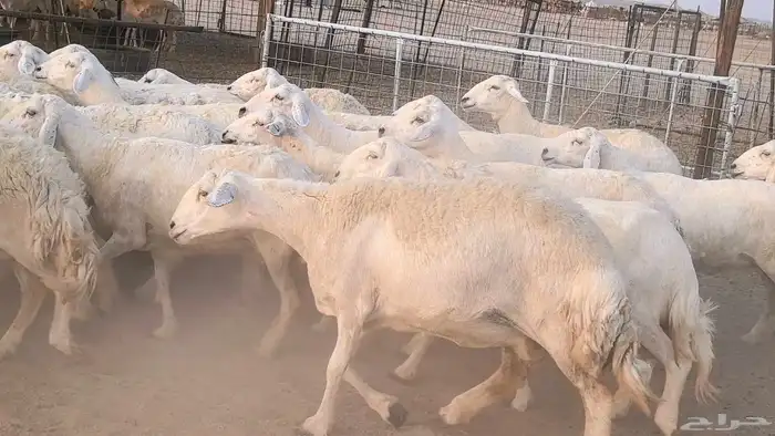 غنم حريات دفيع مراح واحد ضان مقاني جروم طيبه 29