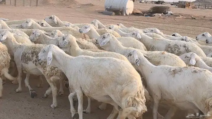 غنم حريات دفيع مراح واحد ضان مقاني جروم طيبه 34