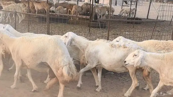 غنم حريات دفيع مراح واحد ضان مقاني جروم طيبه 41