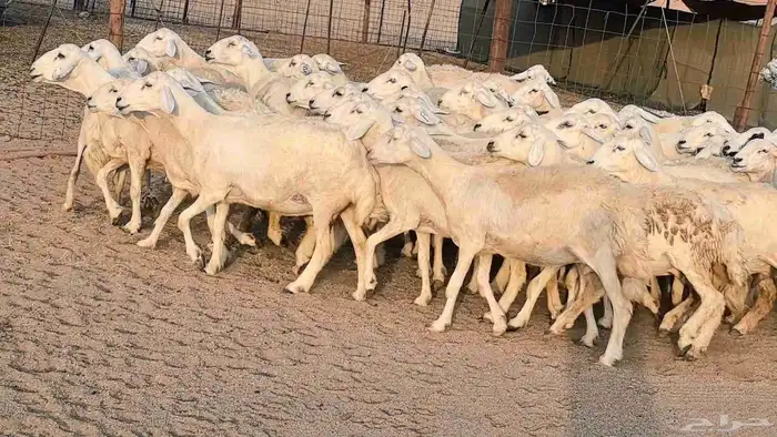 غنم حريات دفيع مراح واحد ضان مقاني جروم طيبه 8