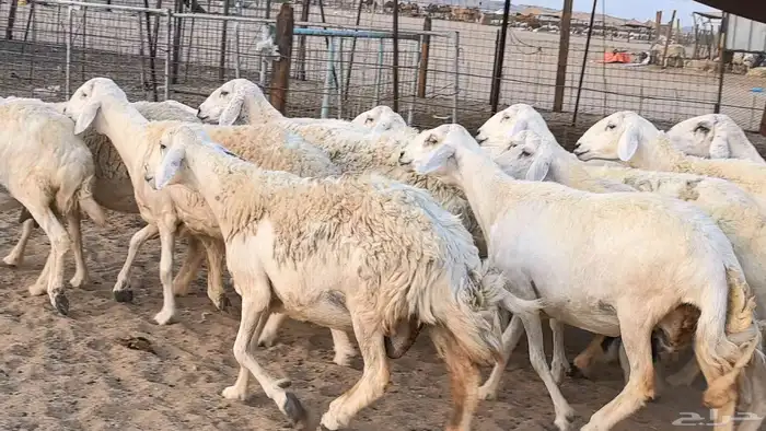 غنم حريات دفيع مراح واحد ضان مقاني جروم طيبه 39