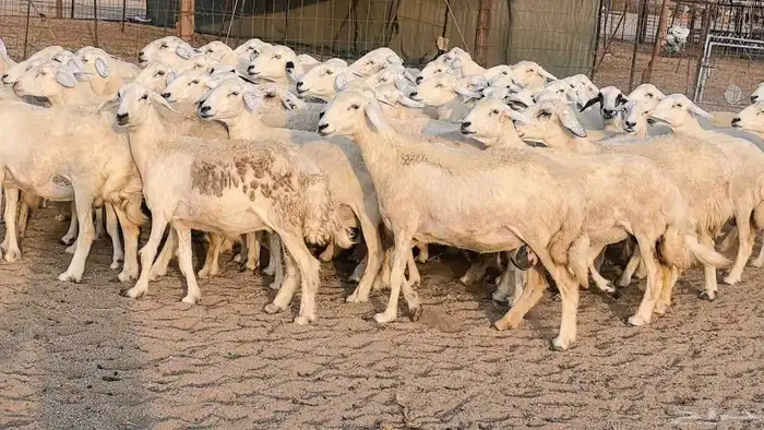 غنم حريات دفيع مراح واحد ضان مقاني جروم طيبه 37