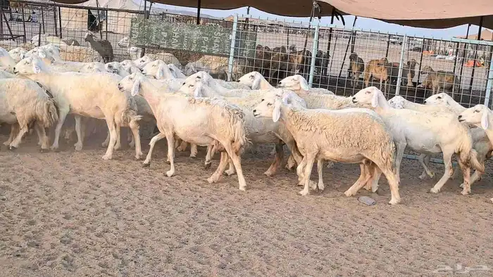 غنم حريات دفيع مراح واحد ضان مقاني جروم طيبه 2