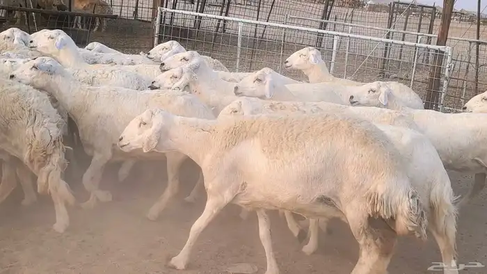 غنم حريات دفيع مراح واحد ضان مقاني جروم طيبه 22