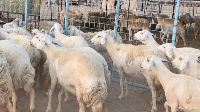 غنم حريات دفيع مراح واحد ضان مقاني جروم طيبه 42