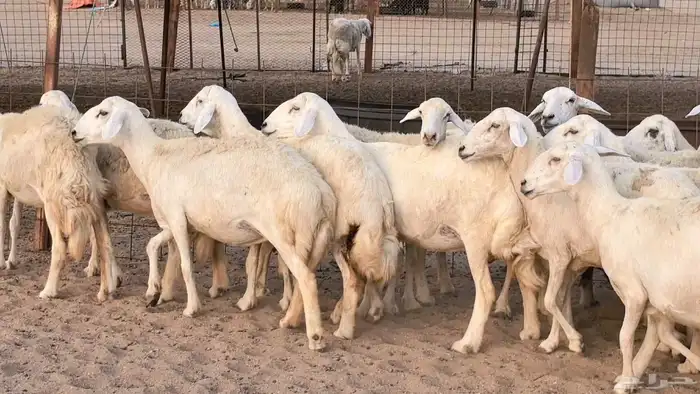 غنم حريات دفيع مراح واحد ضان مقاني جروم طيبه 23