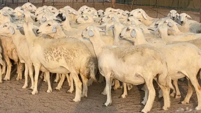 غنم حريات دفيع مراح واحد ضان مقاني جروم طيبه 5